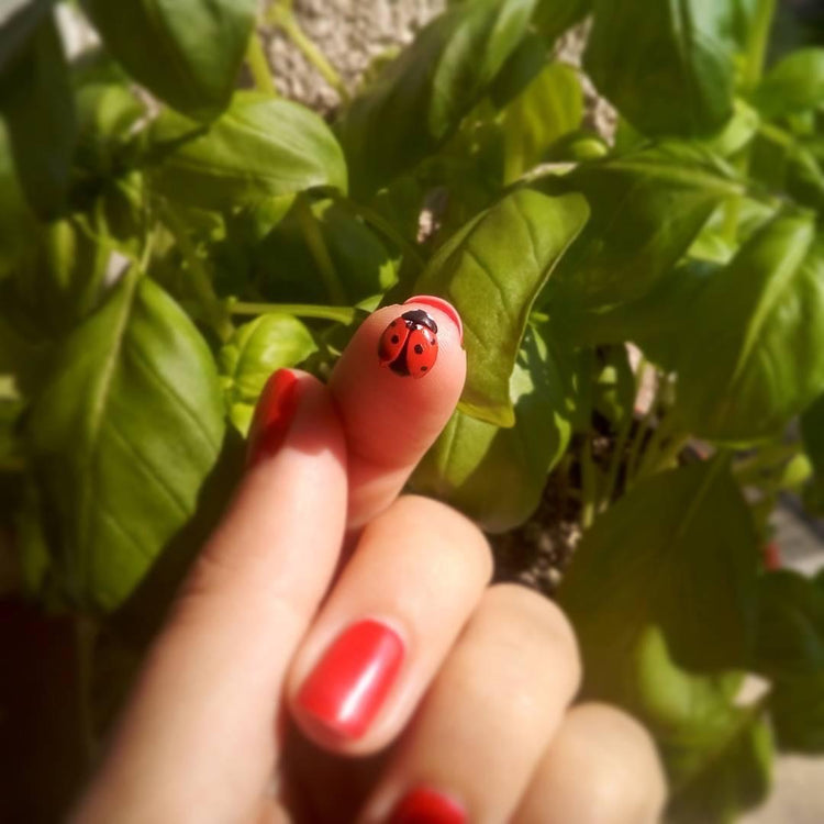 Ladybug Earrings | Pikapolonica Earrings | HANDMADE 🇸🇮 EARRINGS