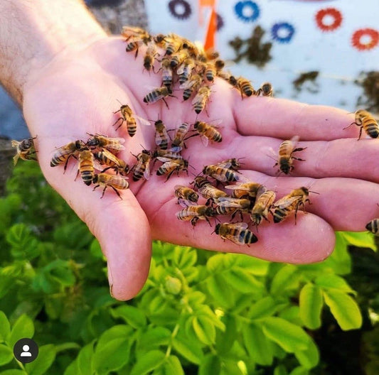 Bees resting on a hand during sustainable Slovenian beekeeping, highlighting pollinators for World Bee Day 2025.